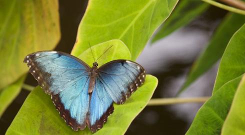 Blue butterfly on a leaf